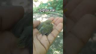 বাসা থেকে পড়ে গেলো টুনটুনির বাচ্চা । #birds #shorts #nature