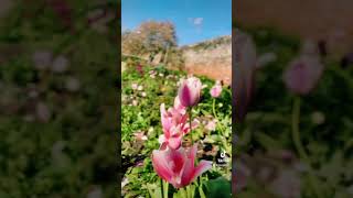 Hertsmonceux Castle. #castle #history #viral #trending