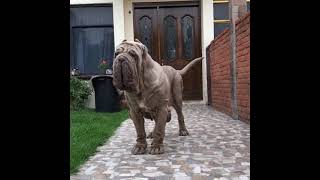 neapolitan mastiff//neapolitan mastiff dog//super wrinkled neapolitan mastiff show line dog