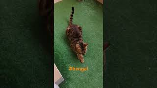 dlaczego ten kot bengalski tak miauczy? @plastycznamama #bengalcat #cat #kot