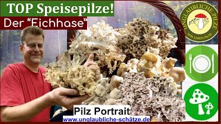 Pilzportrait - Eichhase "Ästiger Stielporling" - Speisepilze im Pilz Portrait! Pilze suchen!