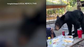 Mom Protects Son as Bear Jumps on Table, Eats Teen’s Birthday Dinner