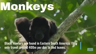 Meet the New World Monkeys