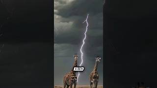 Shocking Truth | Lightning Strikes Killing Giraffes Facts