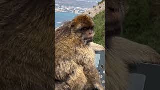 Monkeys in Santorini ￼