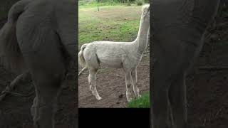 Big poodles figuring things out #alpaca  #nature #southafrica