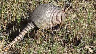 Armadillo--Florida