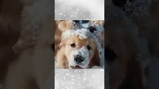 Playing in the Snow