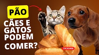 PODE DAR PÃO PARA O PET?  CÃES E GATOS