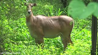 नीलगाय - एक आकर्षक जानवर #nilgai #beautiful #love #animals #bluecow #naturewatch #nature 😊