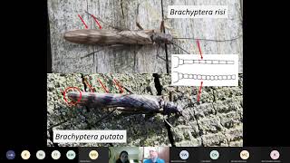 Northern February Red Stonefly Training