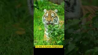 5 interesting tiger facts #shorts #facts #tigers