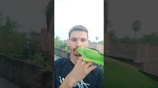 parrot ko Mobile wala bukhar part 9 #talkingparrot #funny