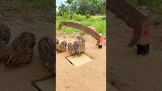 DIY Amazing Quail Trap  #shorts