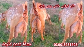 zadaya dood wali deny wali bakri | زیادہ دودھ دینے والی بکری | @joyiaGoatFarm