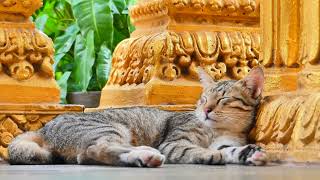 Looking very lovely smart cat in the pagoda is sleeping