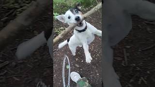 Dog and stick