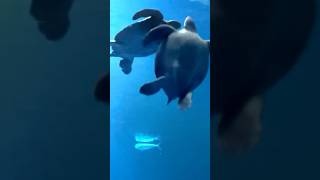 400 pound Turtles at Aquarium #shorts