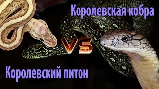 Кормление королевской кобры королевским питоном