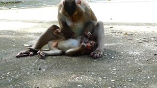 Little monkey look so comfortable while mother checking body