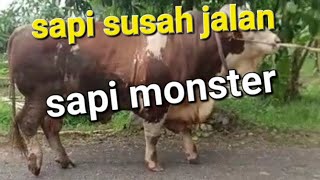 sapi 1 ton up. ternak sapi. ajak jalan jalan di pagi hari