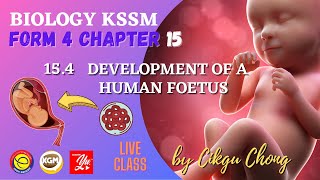 15.4  DEVELOPMENT OF A HUMAN FOETUS