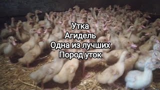 Утка Агидель одна из самых лучших быстро растущих мясных пород.