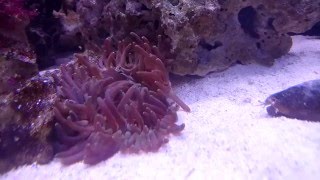 TIMELAPSE (15x speed) Corkscrew Anemone Feeding