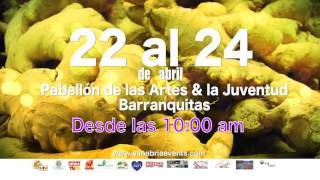 FESTIVAL DEL APIO EN BARRANQUITAS 2016