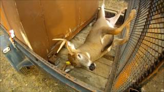 Deer season 2016 ep 3 - Rifle season success! Big buck down