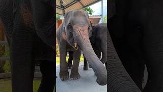 Кормим слонят. Паттайя. Таиланд. Ферма / Feeding baby elephants. Pattaya. Thailand. Farm #слон