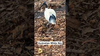 Australian White Ibis - Australian apparently hate this bird 🤔 #shorts #birding #sydney #birds