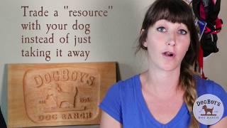 Resource Guarding Prevention For Your Dog | Dog Training | DogBoy's DogVlog