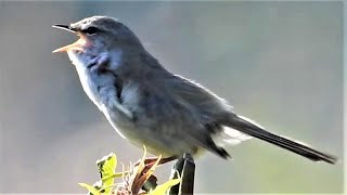 紀ノ川 河川敷で、キジの母衣 (ほろ) 打ち　ウグイス さえずり 谷渡り　ダイサギの狩り　アオサギ　チュウサギ　イソヒヨドリ　アオジ　モズ　ホオジロ　チョウゲンボウ　チョウセンイタチ。