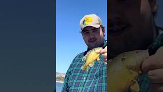 Green Sunfish Caught at Enterprise Reservoir in Southern Utah #bassfishing #fishing #bass #sunfish