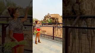 İsme kon sa ladki hai #zoo #dubailife #dubaizoo #lion #tiger #animallover #animals #bird