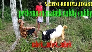 Penggembala berimajinasi - film pendek lucu bahasa jawa