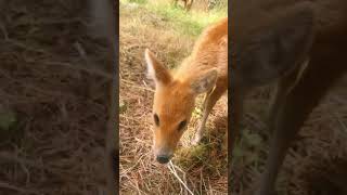 Have you spotted our Chinese water deer fawns?