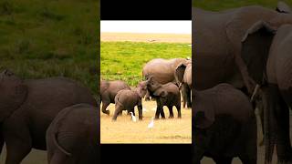 Baby Elephants playing with each other #4k #elephants #wildlife #animals #shorts