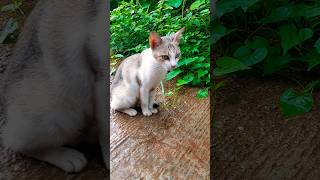 Nadaaniyan | catlove| Innocent cat | Shorts