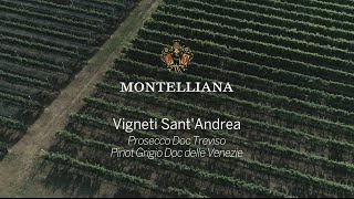 Vigneti Sant'Andrea