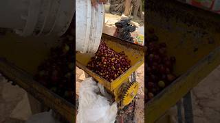 Ever wonder how coffee beans are removed from the cherry? 🍒 #coffee #coffeebeans #shorts