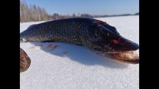 Шок! Щука на мормышку с алиэкспресс