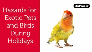 Hazards for Exotic Pets and Birds During Holidays | Tips for Bird Owners