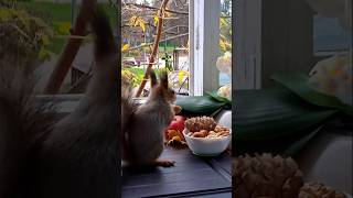 Бусинка прячет орешки 🍁🏡🐾😋🌰🐿❤🌳#белка #белочка #дружба #любовь #животные #squirrel #animals #природа