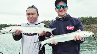 Fishing Hervey Bay off the boat: Wolf Herring is the new sports fish!! Topwater/Diving EP.79