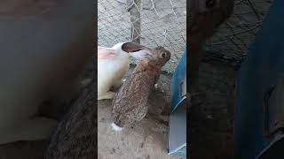 Rabbits compete to eat apples to win😁😁😋😋😍😍 #rabbit #fruit #cute #animals #pets #bunny #animalphotos