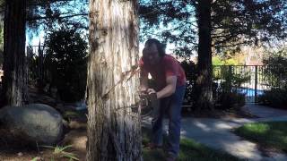 felling back yard redwood