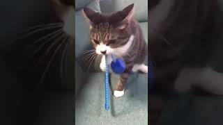 This is to funny 😂 New Video 2025 Vidz43 #cats #kitten #funnycats cute cats 2024 funny cats 2024