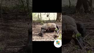 Wild piglet eaten whole and alive by Komodo Dragon #wildlife #komodo #komododragon